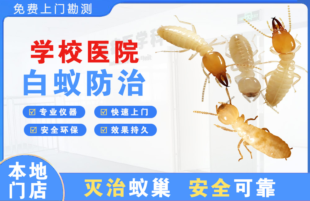 崇左学校医院白蚁防治